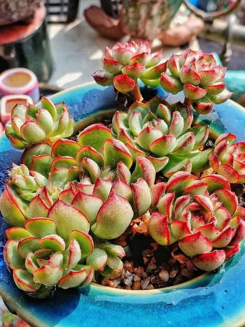 多肉玫瑰冬季淋雨会怎样?-第2张图片-吾爱花网 多肉玫瑰冬季淋雨会怎样?-第2张图片-吾爱花网