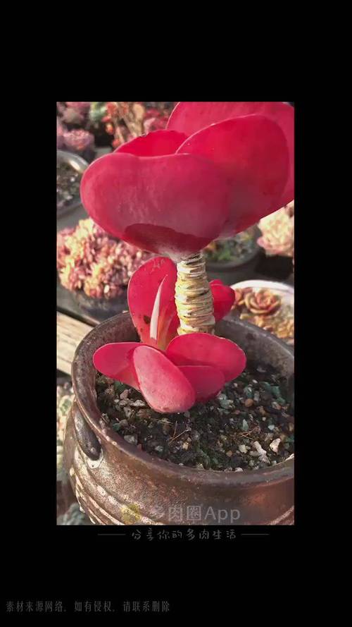 多肉唐印适合几月砍头-第1张图片-吾爱花网