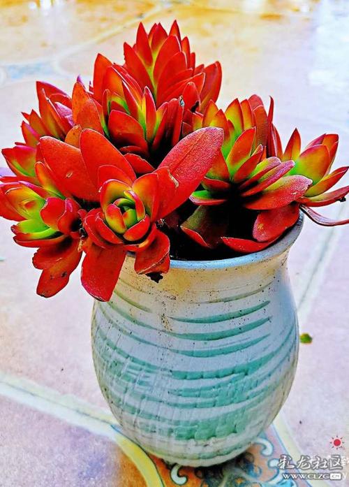 多肉唐印适合几月砍头-第2张图片-吾爱花网