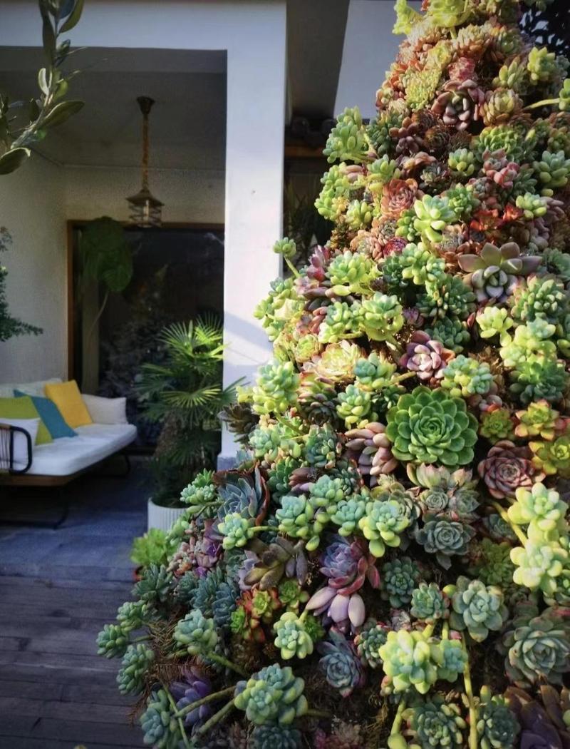 多肉如何养成小树？秘诀有哪些？-第2张图片-吾爱花网