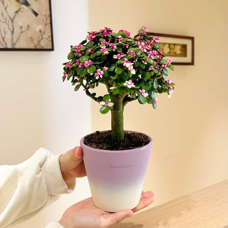 多肉如何养成小树？秘诀有哪些？-第1张图片-吾爱花网