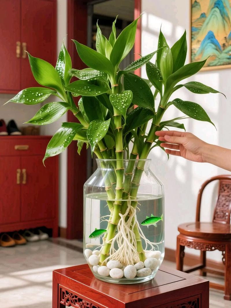 水培富贵竹需加营养液吗?-第2张图片-吾爱花网 水培富贵竹需加营养液吗?-第2张图片-吾爱花网