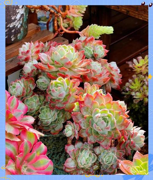 多肉普货价格排行，哪些最亲民？-第2张图片-吾爱花网