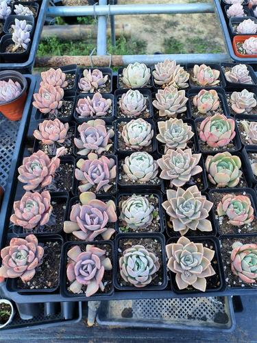 多肉普货价格排行，哪些最亲民？-第3张图片-吾爱花网