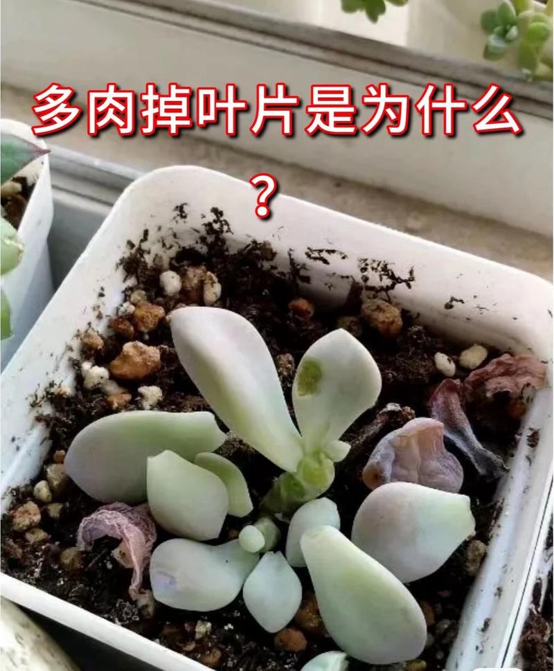 多肉叶子扇开是徒长还是缺水？-第1张图片-吾爱花网