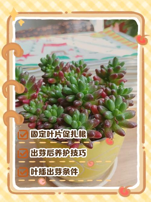 多肉发芽后如何养护才不徒长？-第2张图片-吾爱花网