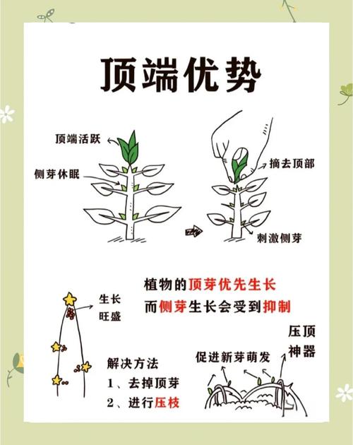 多肉发芽后如何养护才不徒长？-第3张图片-吾爱花网