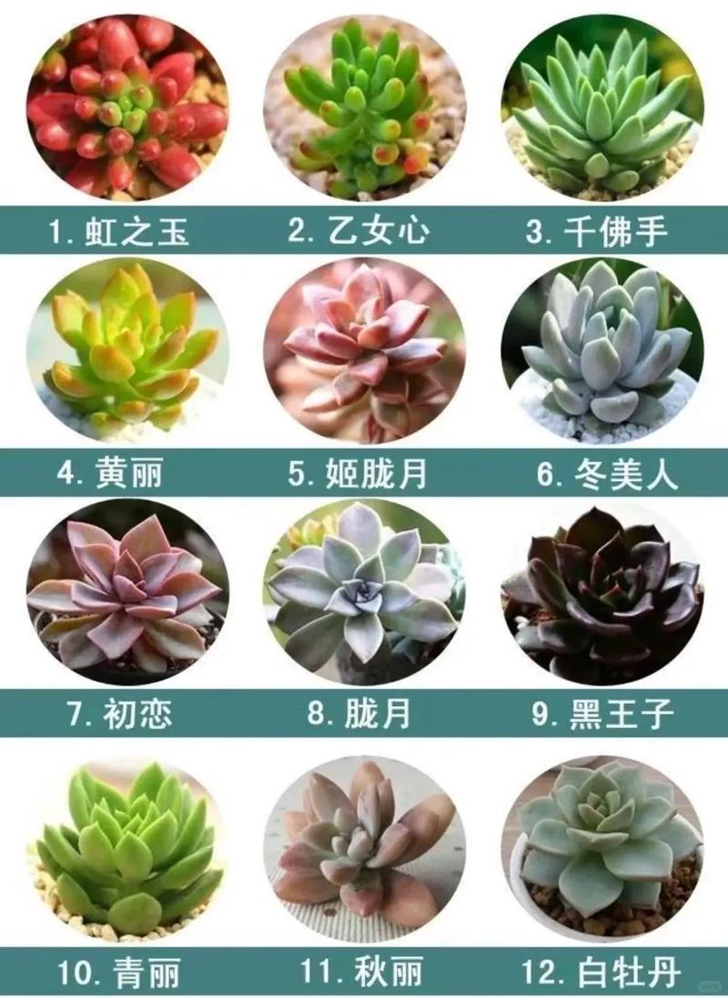 多肉图片与名称如何准确对应？-第1张图片-吾爱花网