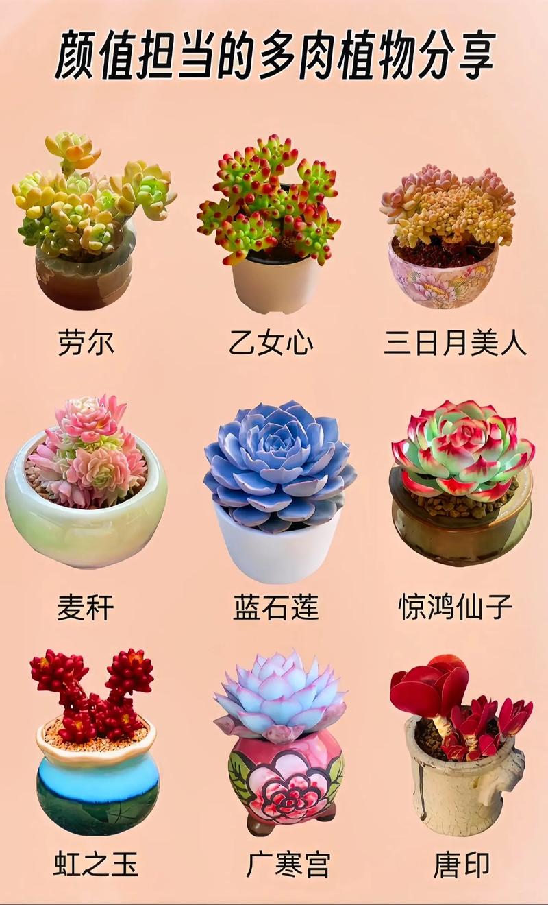 最常见多肉有哪些？新手必养图鉴来解答-第2张图片-吾爱花网