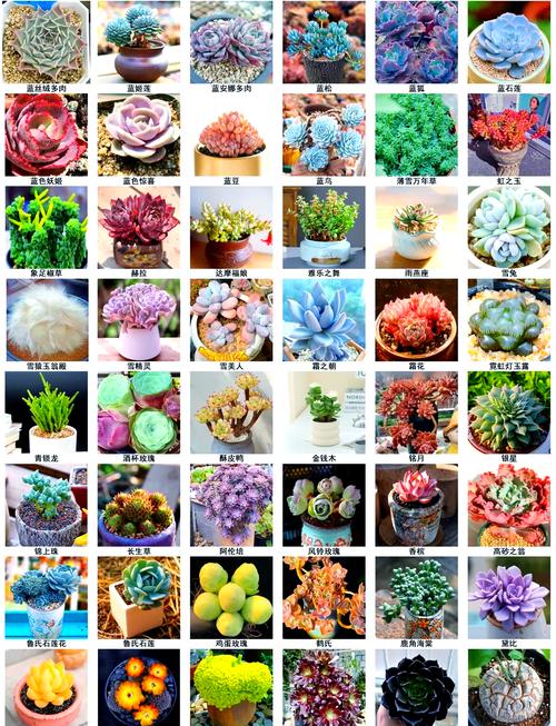 最常见多肉有哪些？新手必养图鉴来解答-第1张图片-吾爱花网