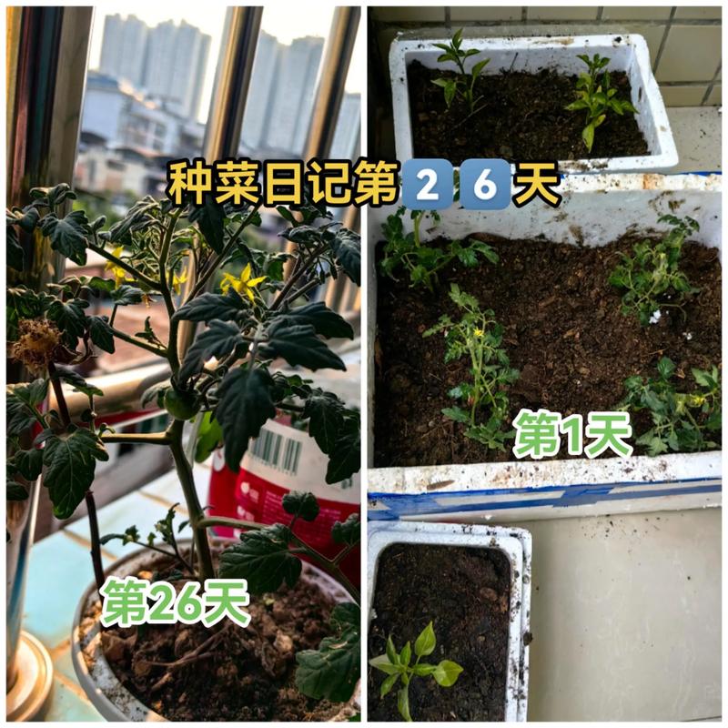 西红柿盆栽何时打顶最合适?-第3张图片-吾爱花网 西红柿盆栽何时打顶最合适?-第3张图片-吾爱花网