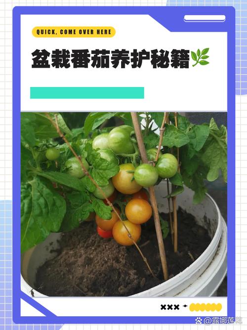 西红柿盆栽何时打顶最合适?-第1张图片-吾爱花网 西红柿盆栽何时打顶最合适?-第1张图片-吾爱花网