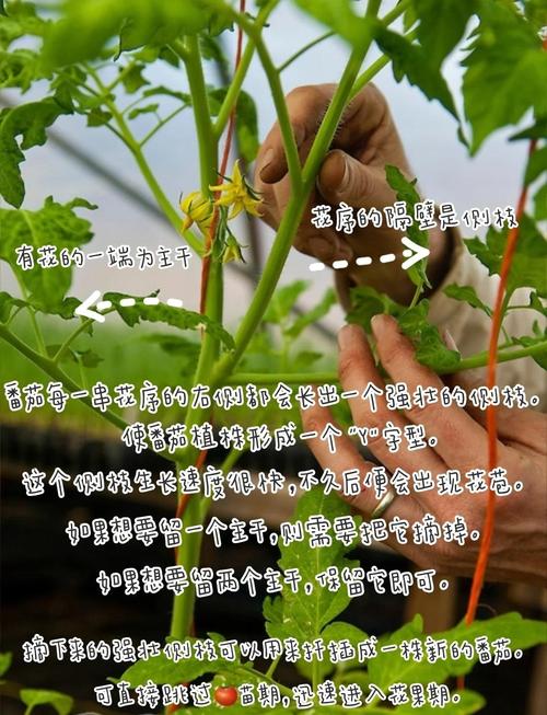 西红柿盆栽何时打顶最合适？-第2张图片-吾爱花网