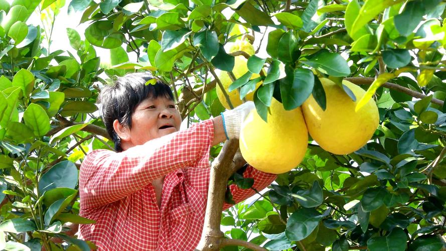 盆栽柚子挂果后,水肥光照咋管理?-第3张图片-吾爱花网 盆栽柚子挂果后,水肥光照咋管理?-第3张图片-吾爱花网