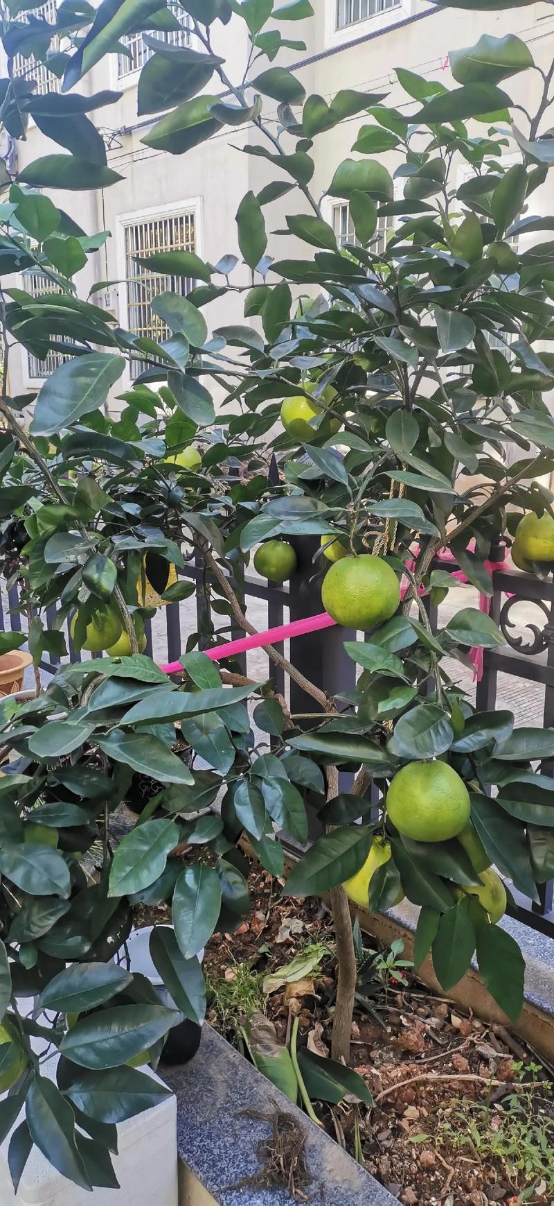 盆栽柚子挂果后,水肥光照咋管理?-第2张图片-吾爱花网 盆栽柚子挂果后,水肥光照咋管理?-第2张图片-吾爱花网