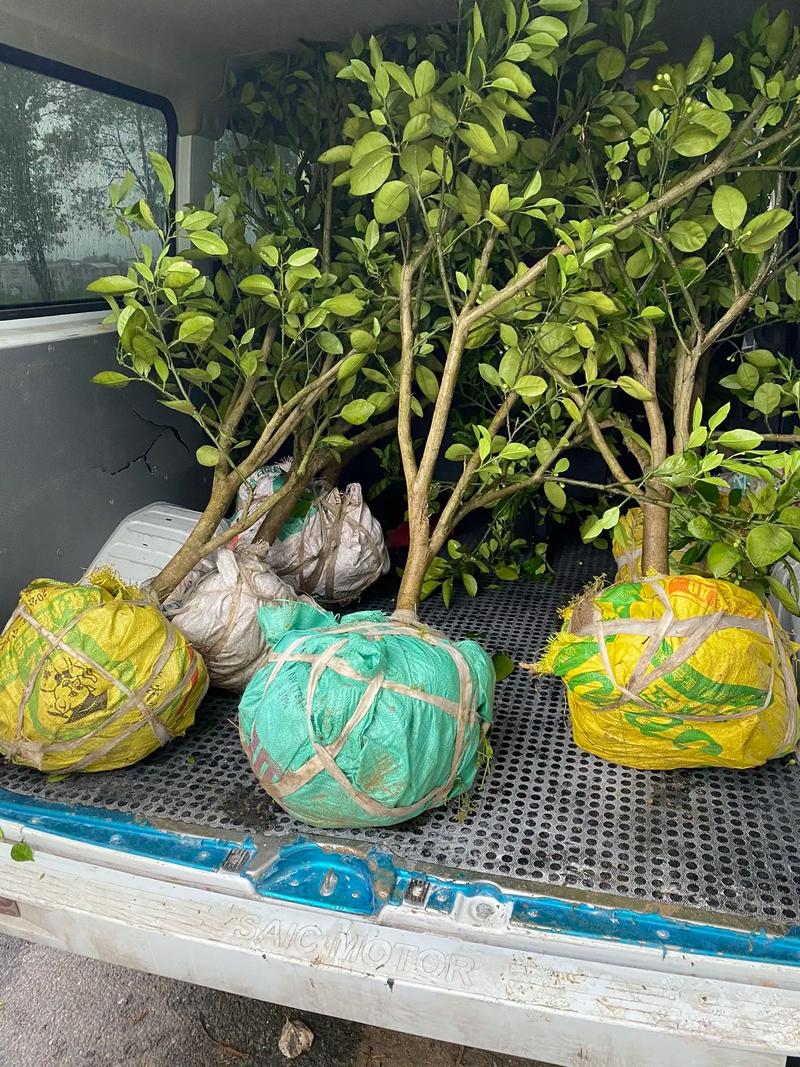 盆栽柚子挂果后,水肥光照咋管理?-第1张图片-吾爱花网 盆栽柚子挂果后,水肥光照咋管理?-第1张图片-吾爱花网