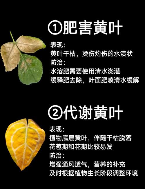 冬季盆栽叶子为何发黄？-第1张图片-吾爱花网