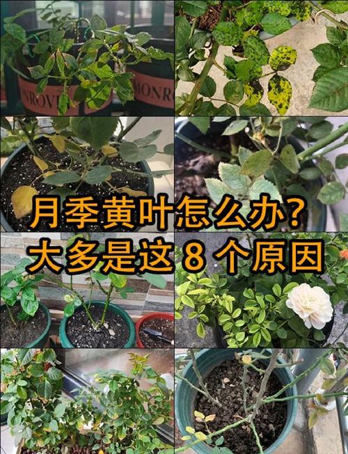 冬季盆栽叶子为何发黄？-第2张图片-吾爱花网
