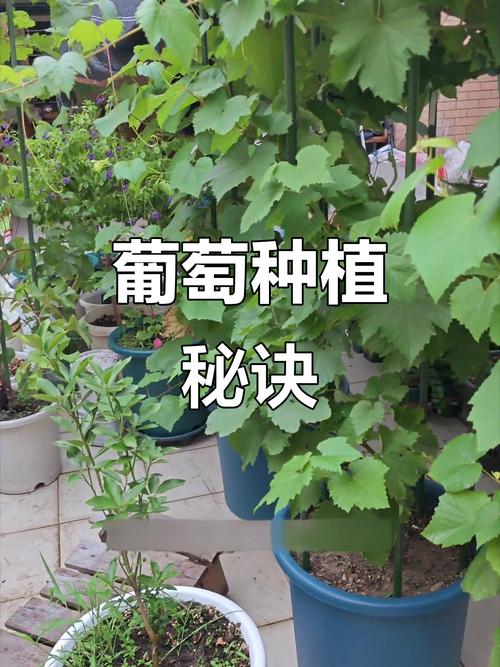 盆栽葡萄浇水，啥时最佳最科学？-第2张图片-吾爱花网