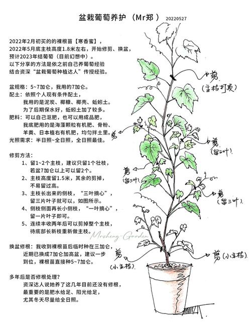 盆栽葡萄浇水，啥时最佳最科学？-第3张图片-吾爱花网