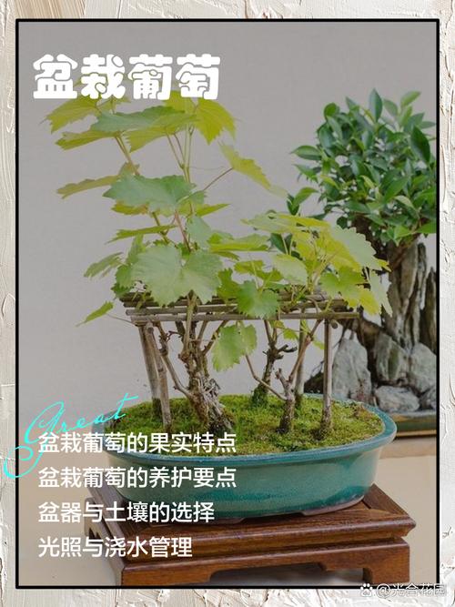 盆栽葡萄浇水，啥时最佳最科学？-第1张图片-吾爱花网