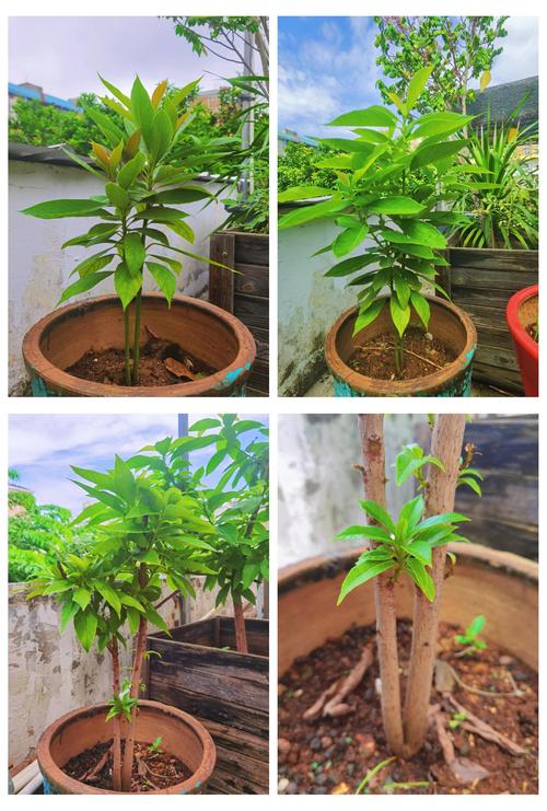 盆栽牛油果最佳种植月份是几月？-第2张图片-吾爱花网