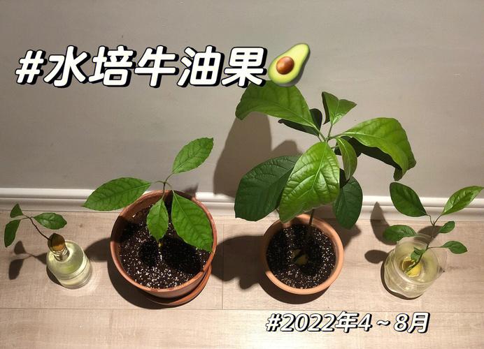 盆栽牛油果最佳种植月份是几月？-第3张图片-吾爱花网