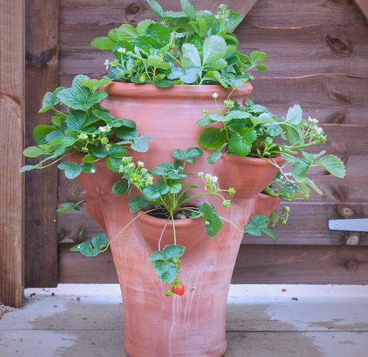 草莓盆栽放卧室，能安心养吗？-第2张图片-吾爱花网