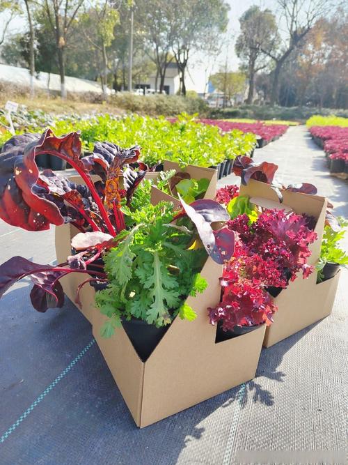 蔬菜植物盆栽图片及名称-第2张图片-吾爱花网