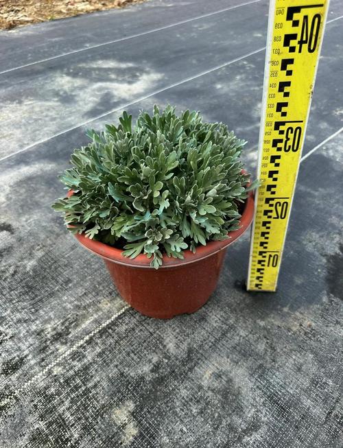 室内盆栽菊花有哪些品种？价格怎么样？-第2张图片-吾爱花网