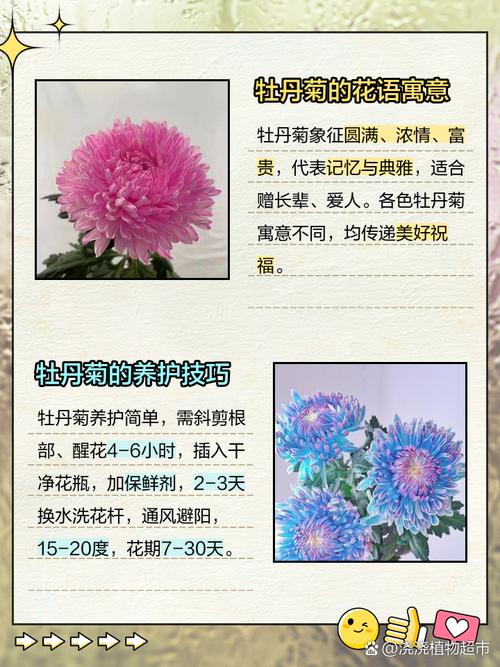室内盆栽菊花有哪些品种？价格怎么样？-第1张图片-吾爱花网