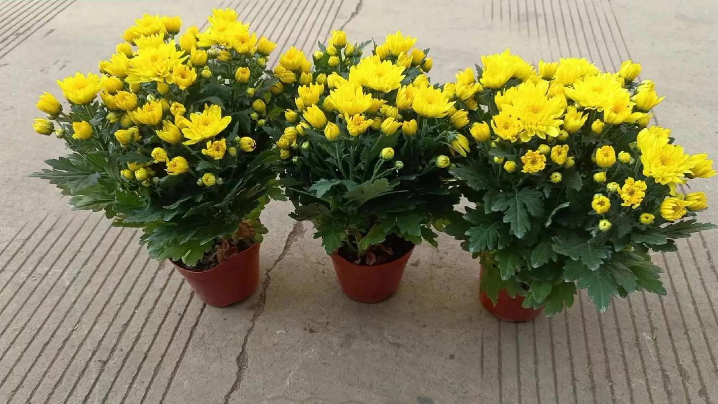 室内盆栽菊花有哪些品种？价格怎么样？-第3张图片-吾爱花网