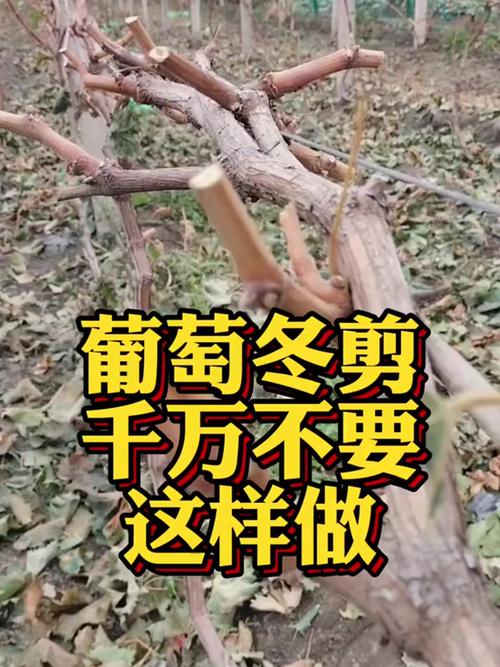 葡萄盆栽冬天要剪枝吗？-第1张图片-吾爱花网