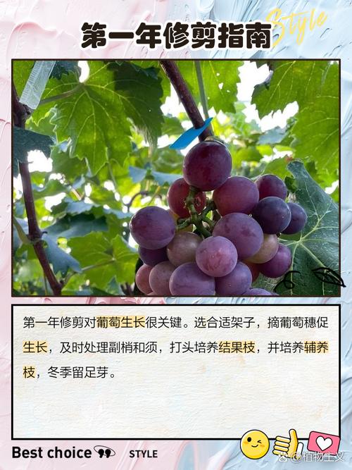 葡萄盆栽冬天要剪枝吗？-第2张图片-吾爱花网