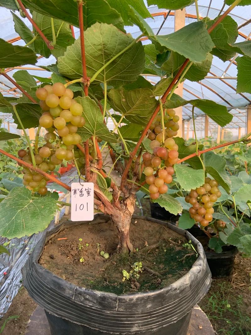 葡萄盆栽冬天要剪枝吗？-第3张图片-吾爱花网