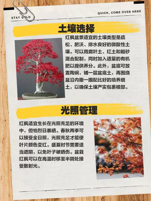 红枫叶盆栽养殖技术要点有哪些?-第1张图片-吾爱花网 红枫叶盆栽养殖技术要点有哪些?-第1张图片-吾爱花网