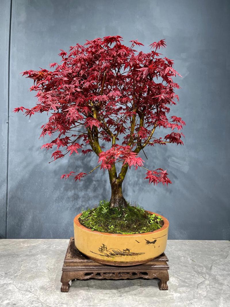 红枫叶盆栽养殖技术要点有哪些?-第3张图片-吾爱花网 红枫叶盆栽养殖技术要点有哪些?-第3张图片-吾爱花网