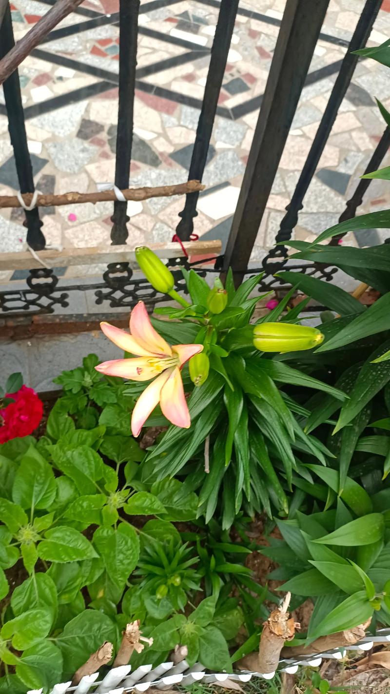 水培百合冬天为何不开花？-第2张图片-吾爱花网