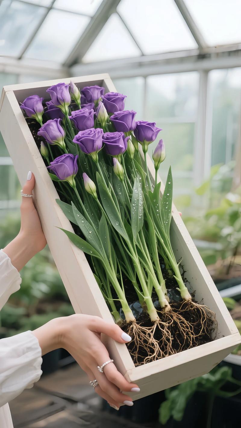 水培百合冬天为何不开花？-第3张图片-吾爱花网