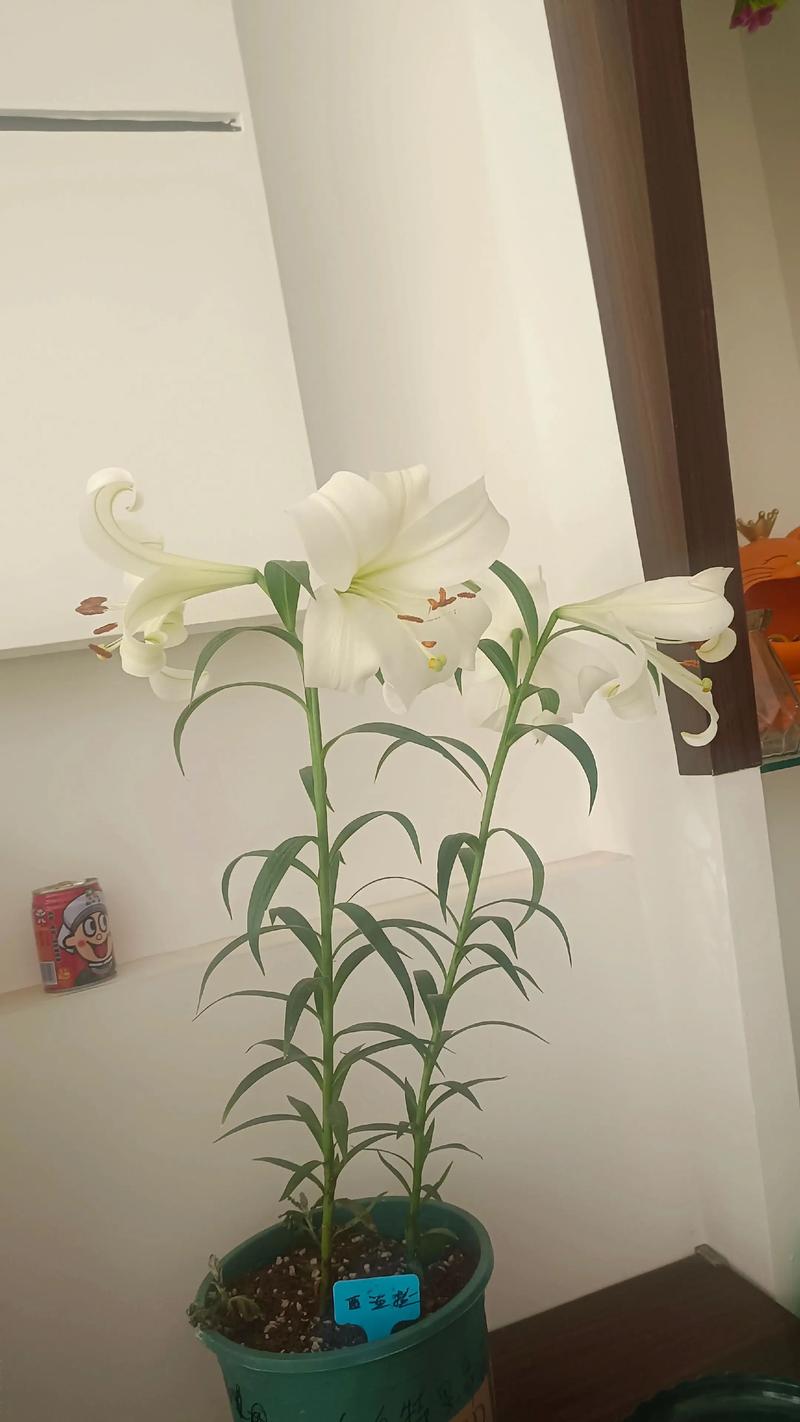 水培百合冬天为何不开花？-第1张图片-吾爱花网