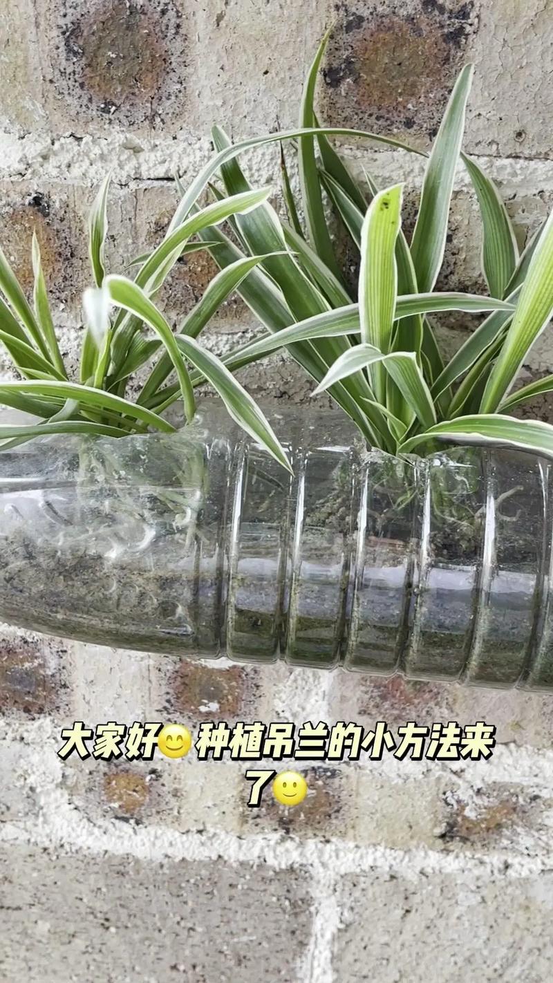 水培吊兰转土培11天，能活吗？-第2张图片-吾爱花网