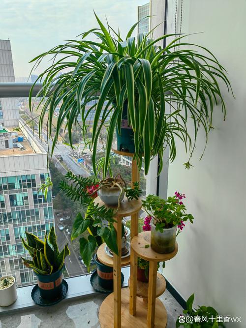 水培吊兰转土培11天，能活吗？-第1张图片-吾爱花网