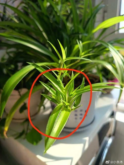 水培吊兰转土培11天，能活吗？-第3张图片-吾爱花网