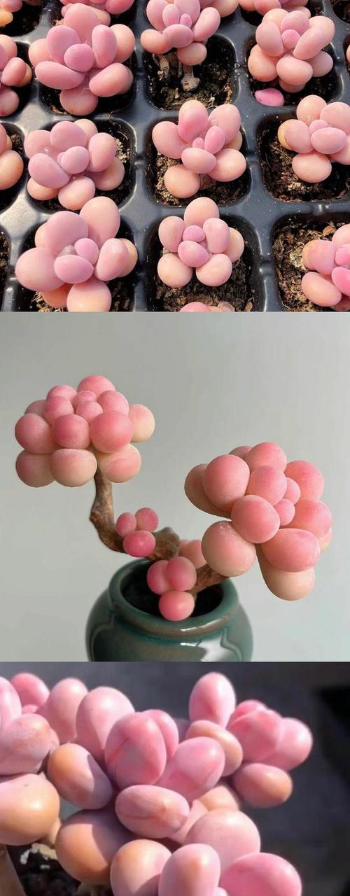 桃蛋水培发根可行吗？-第1张图片-吾爱花网