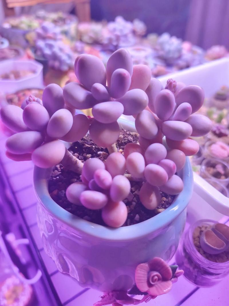 桃蛋水培发根可行吗？-第3张图片-吾爱花网