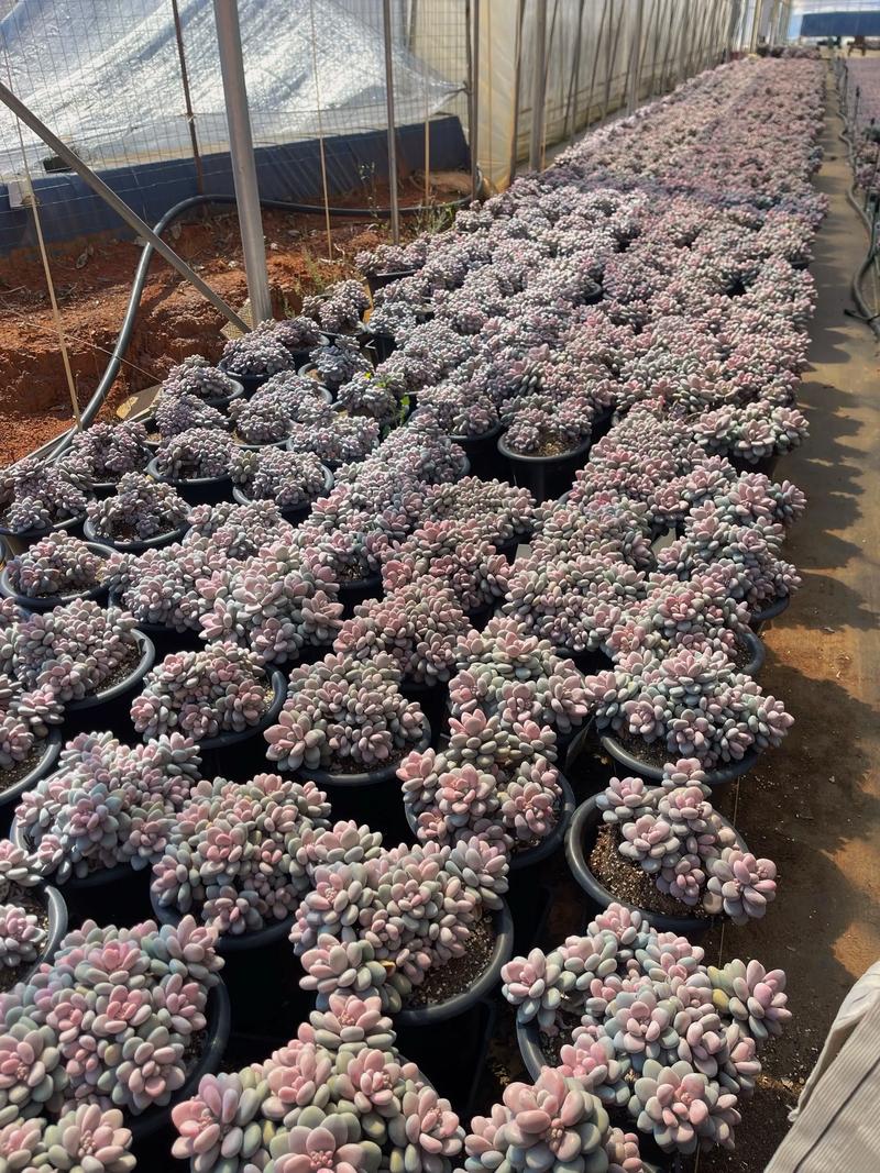 桃蛋水培发根可行吗？-第2张图片-吾爱花网