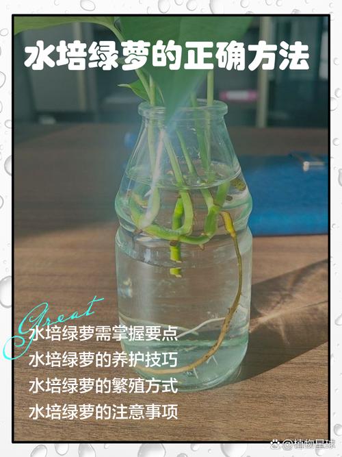 水培绿萝能直接浇纯牛奶吗？-第2张图片-吾爱花网