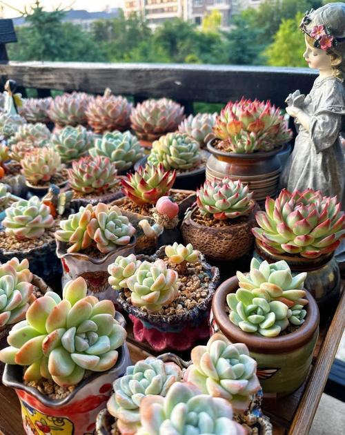 广西哪种多肉最好养活？-第2张图片-吾爱花网