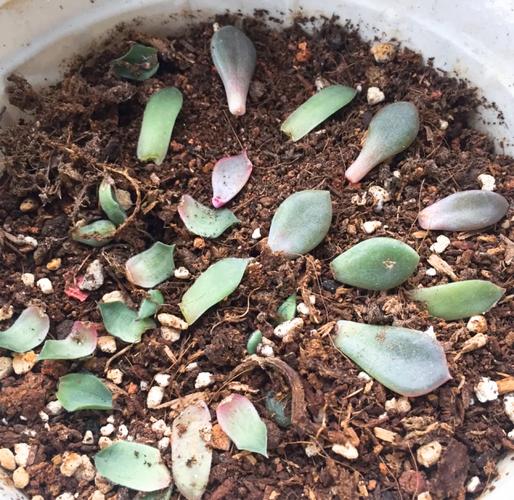 多肉叶插多久能出芽？最快多久能出？-第2张图片-吾爱花网