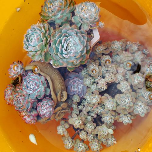 移栽后多肉何时能浇水？-第2张图片-吾爱花网